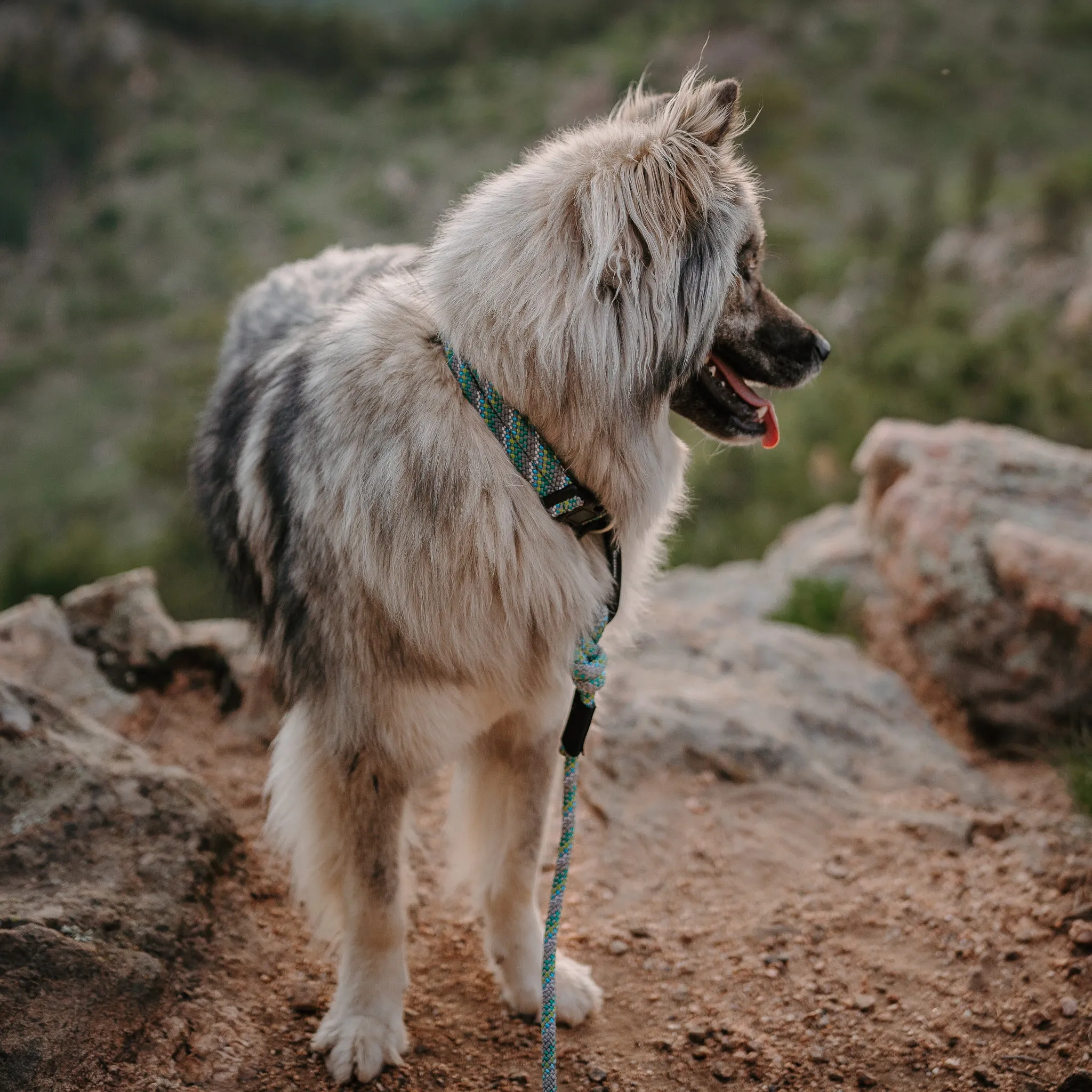 Alpine Reflective Leash