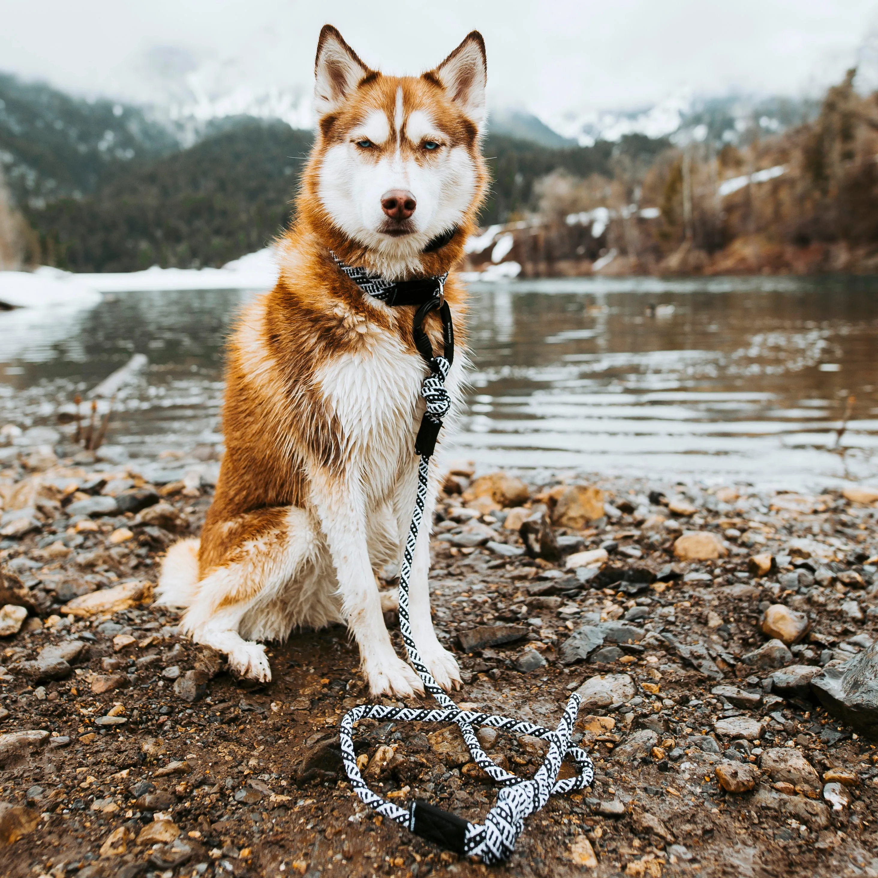 Black and White Leash