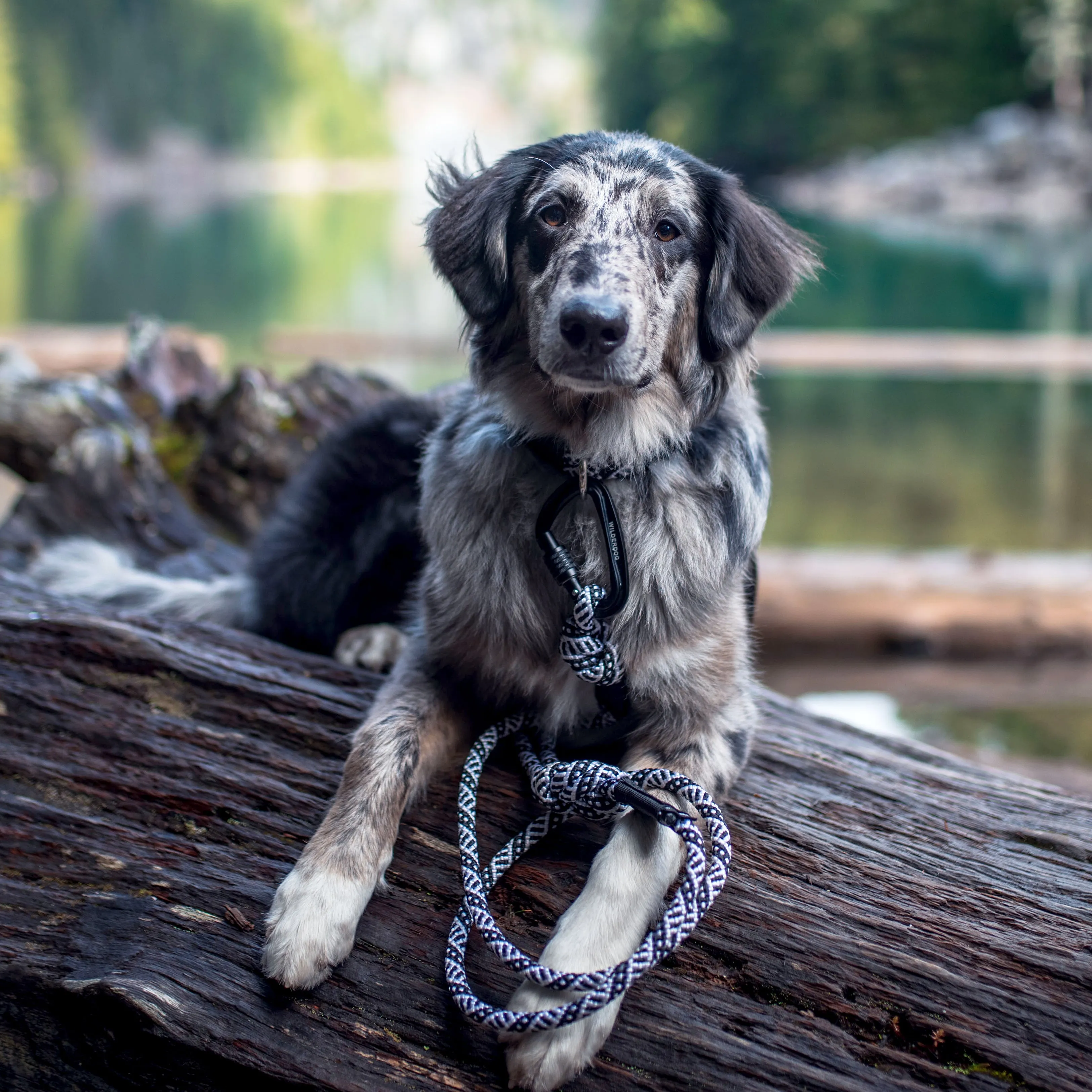 Black and White Leash