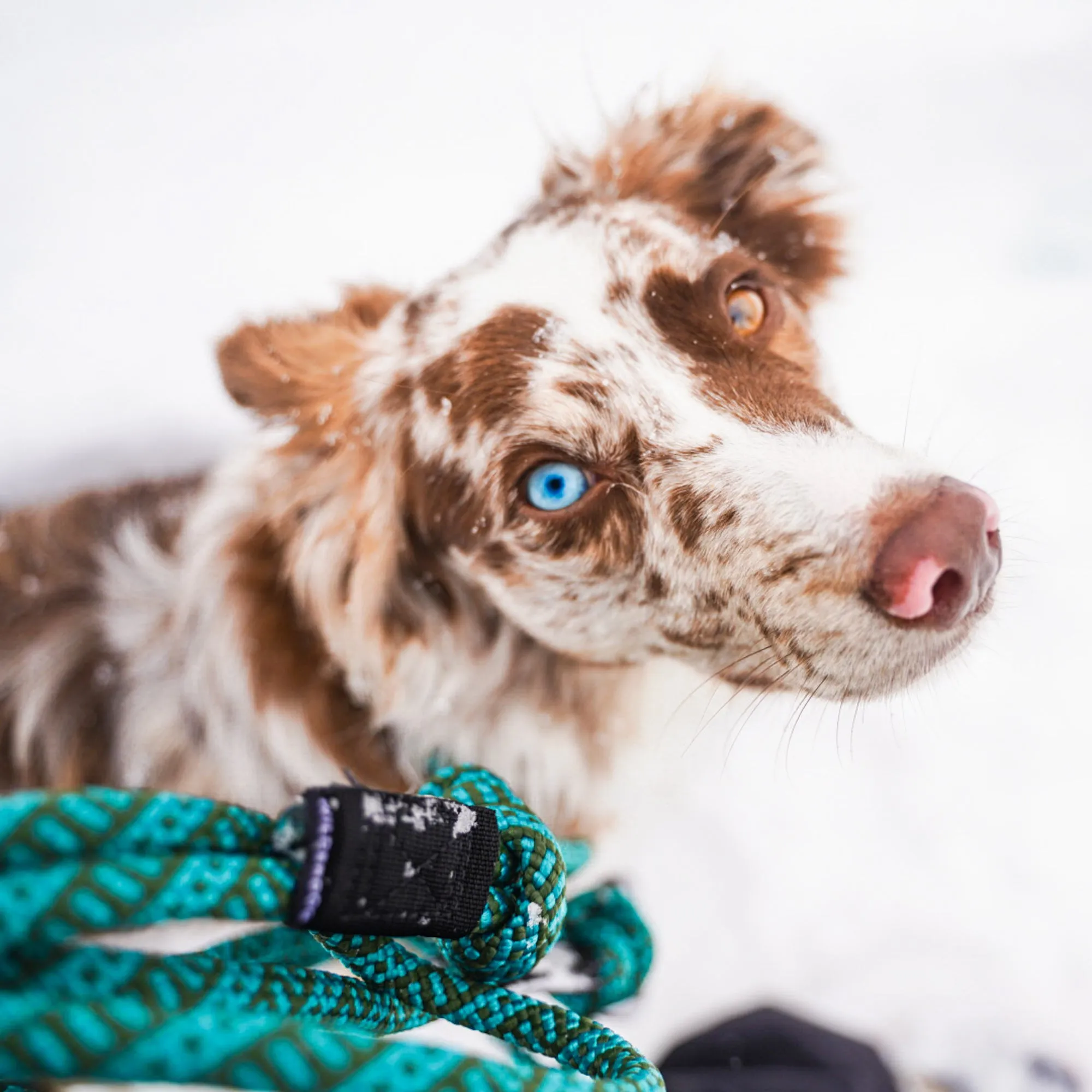 Cascade Small Carabiner Leash