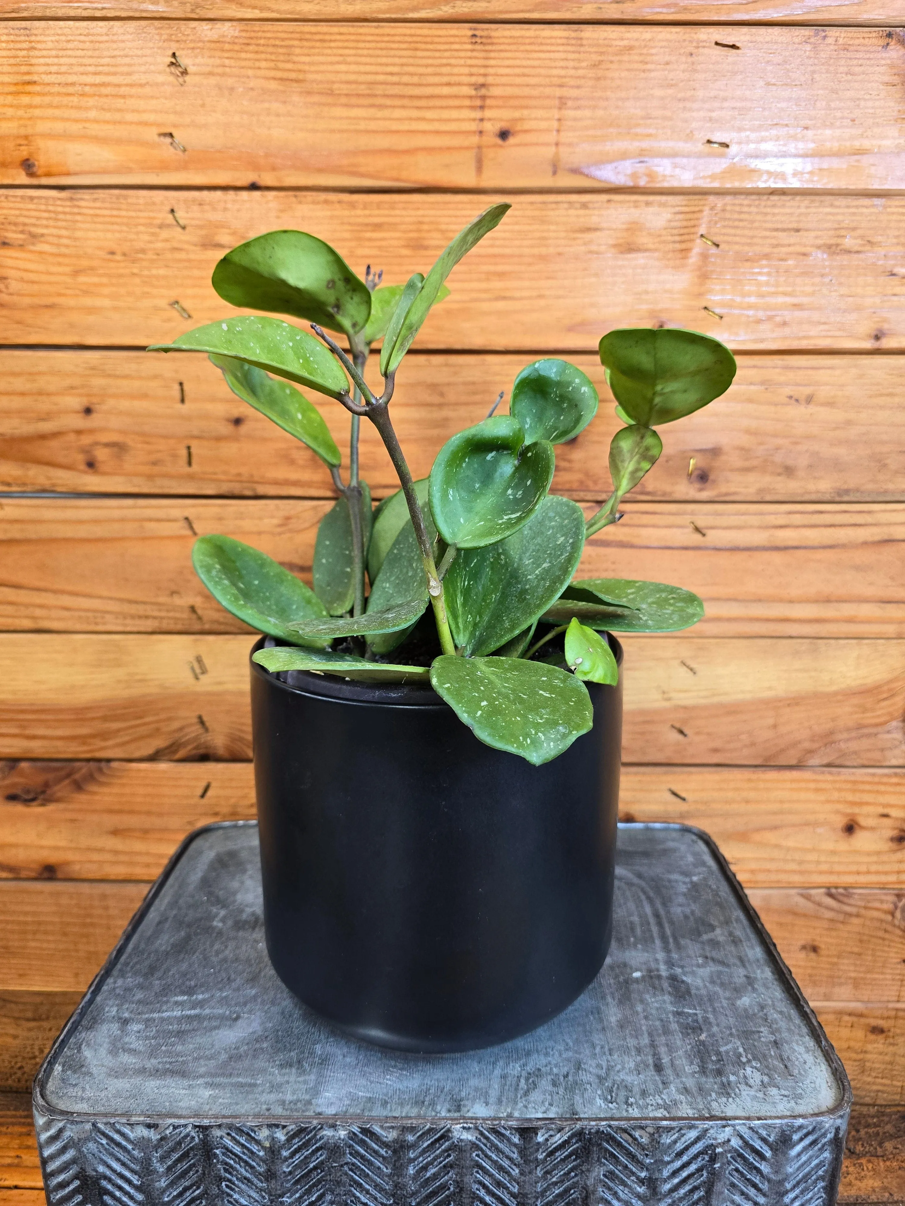 Hoya Obovata, 6" Plant