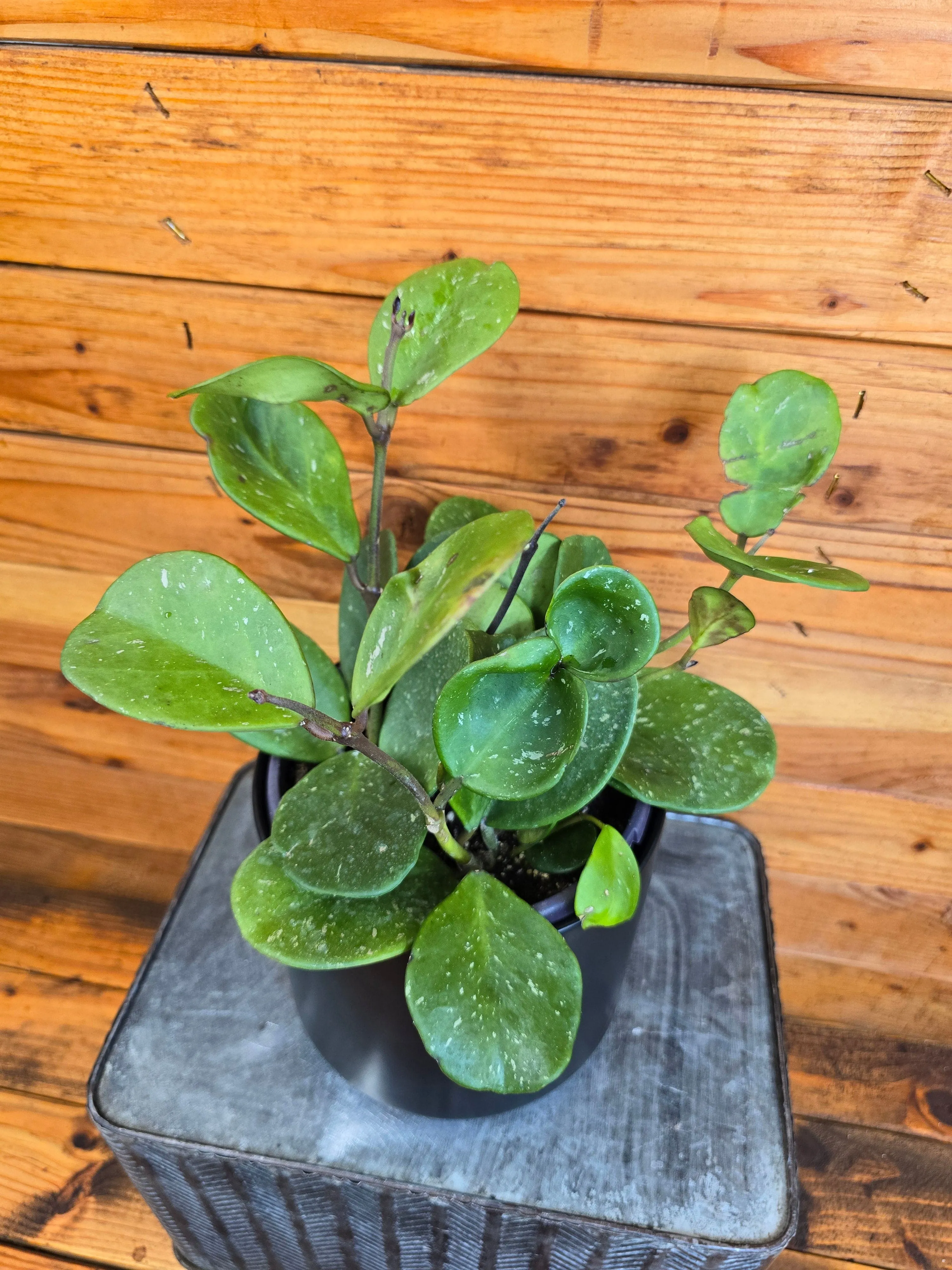 Hoya Obovata, 6" Plant