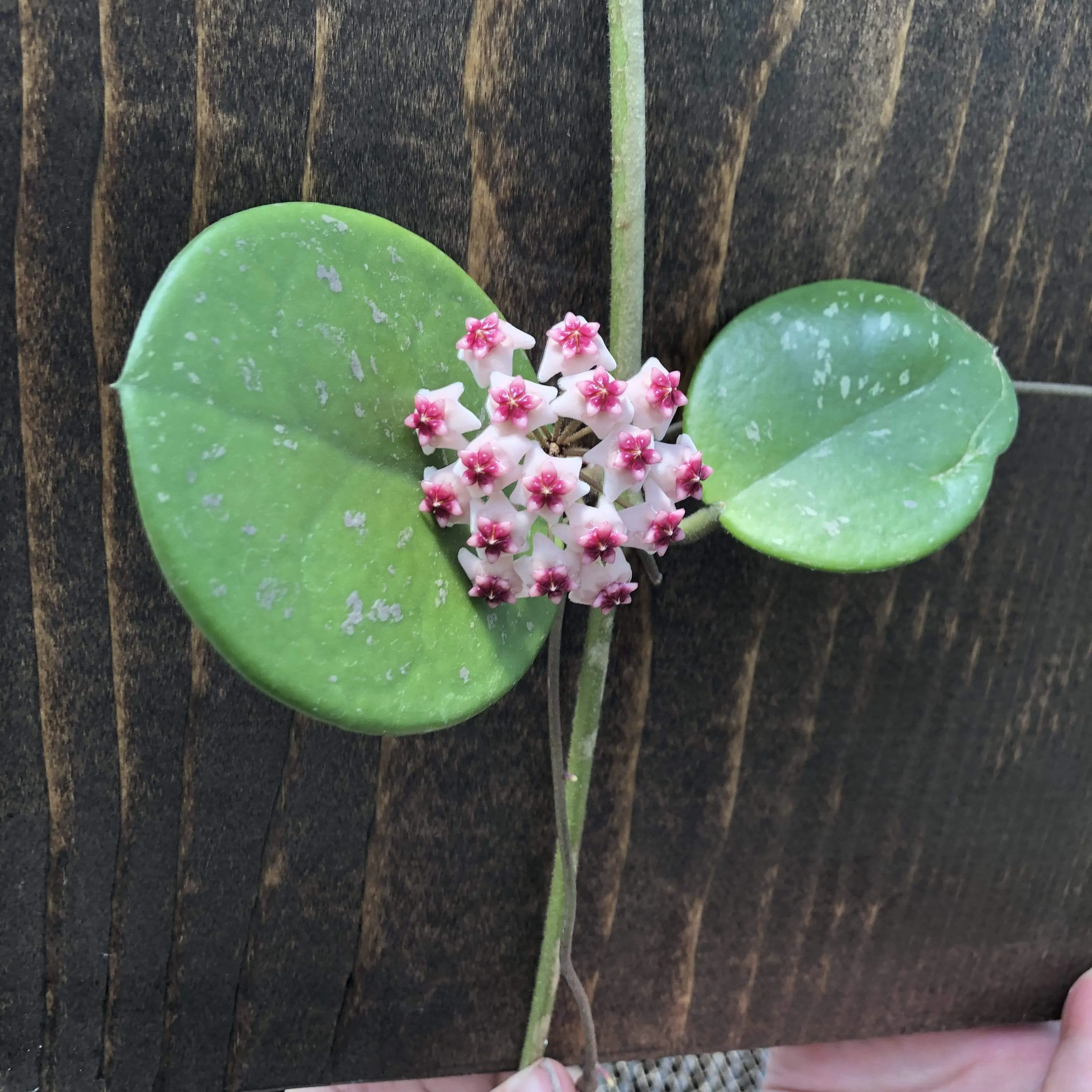 Hoya Obovata, 6" Plant