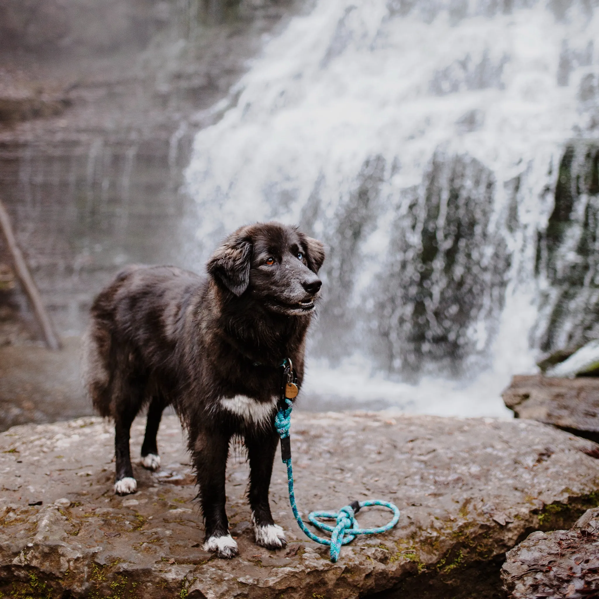 Islander Reflective Leash