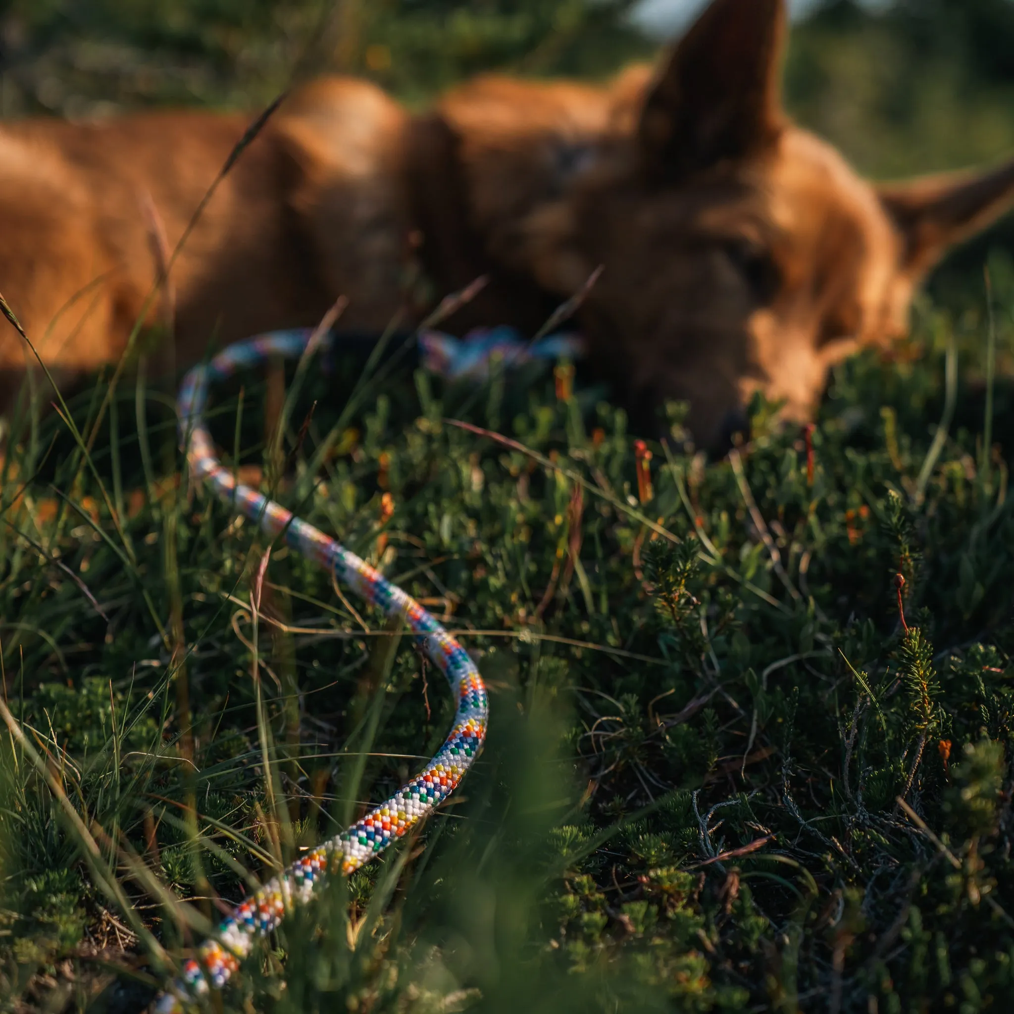 Rainbow Leash