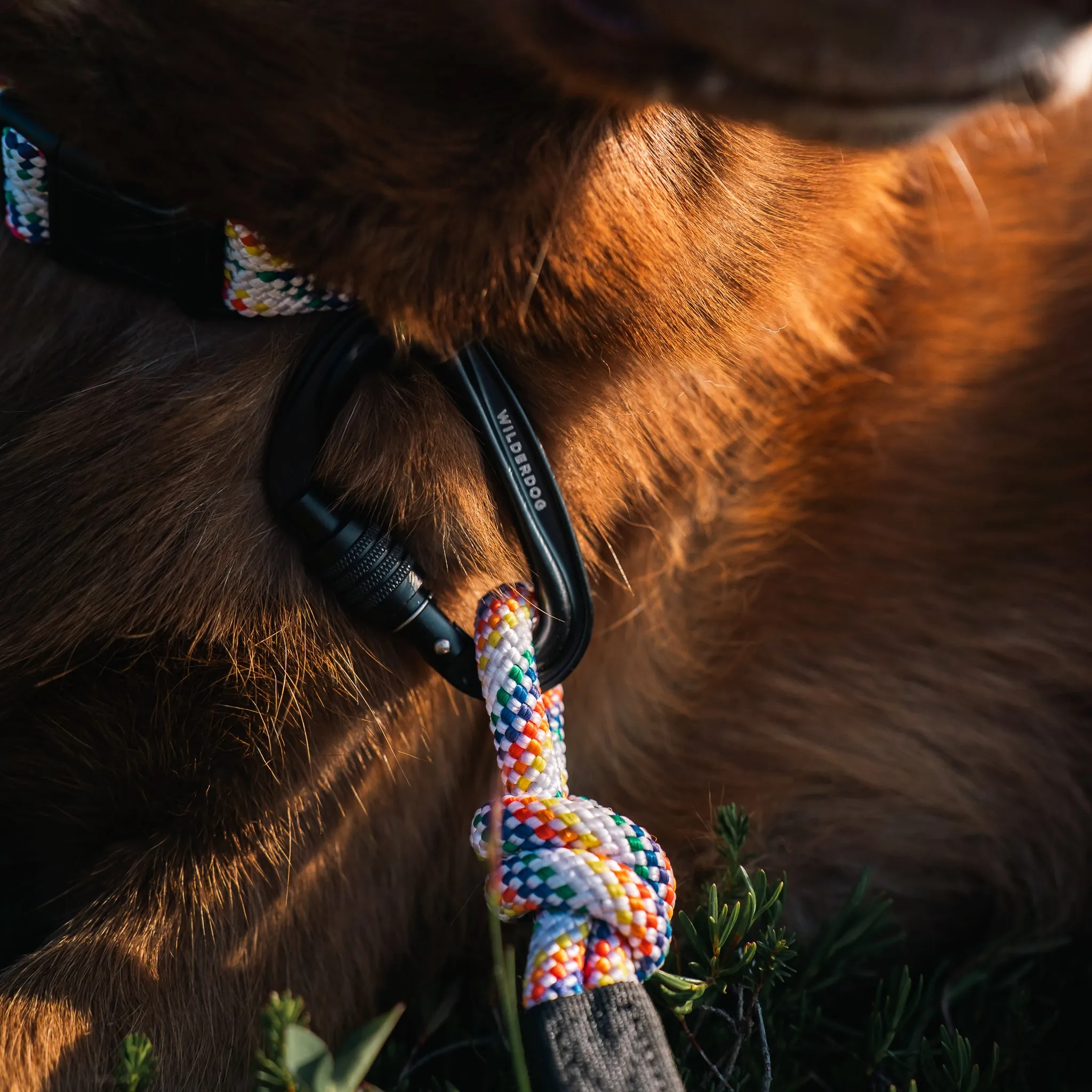 Rainbow Leash