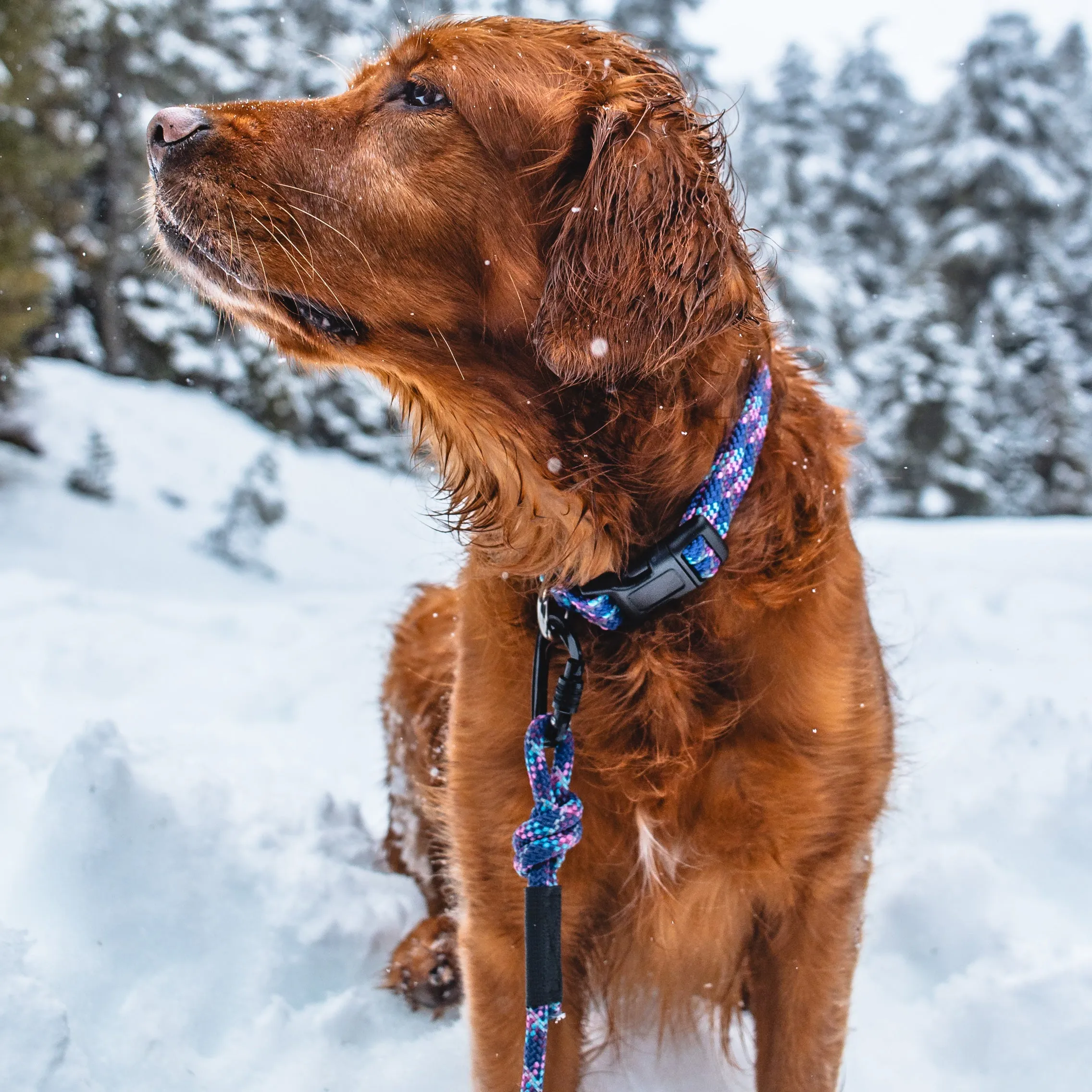 Razzleberry Reflective Small Carabiner Leash