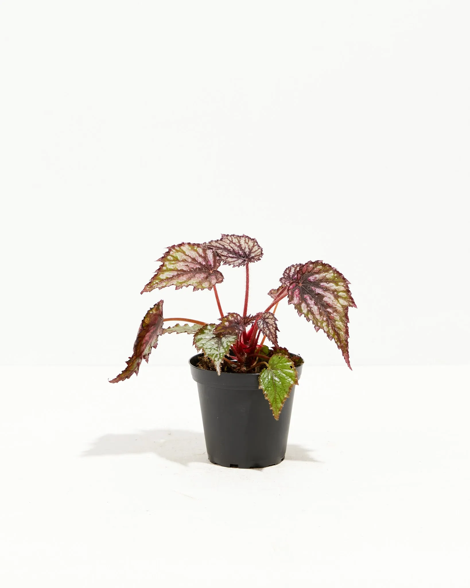 Rex Begonia Jurassic Jr Rose Splash