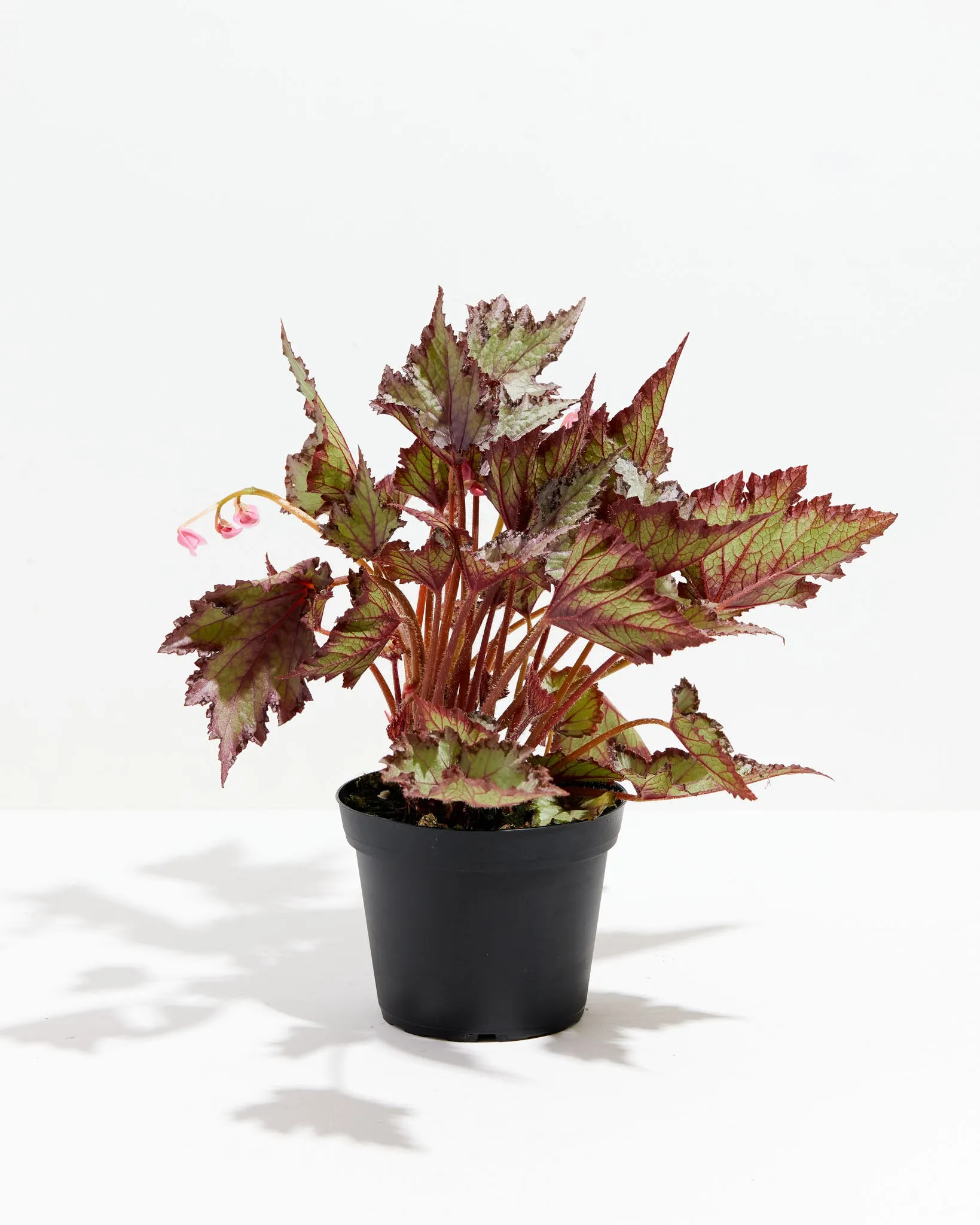 Rex Begonia Jurassic Jr Rose Splash