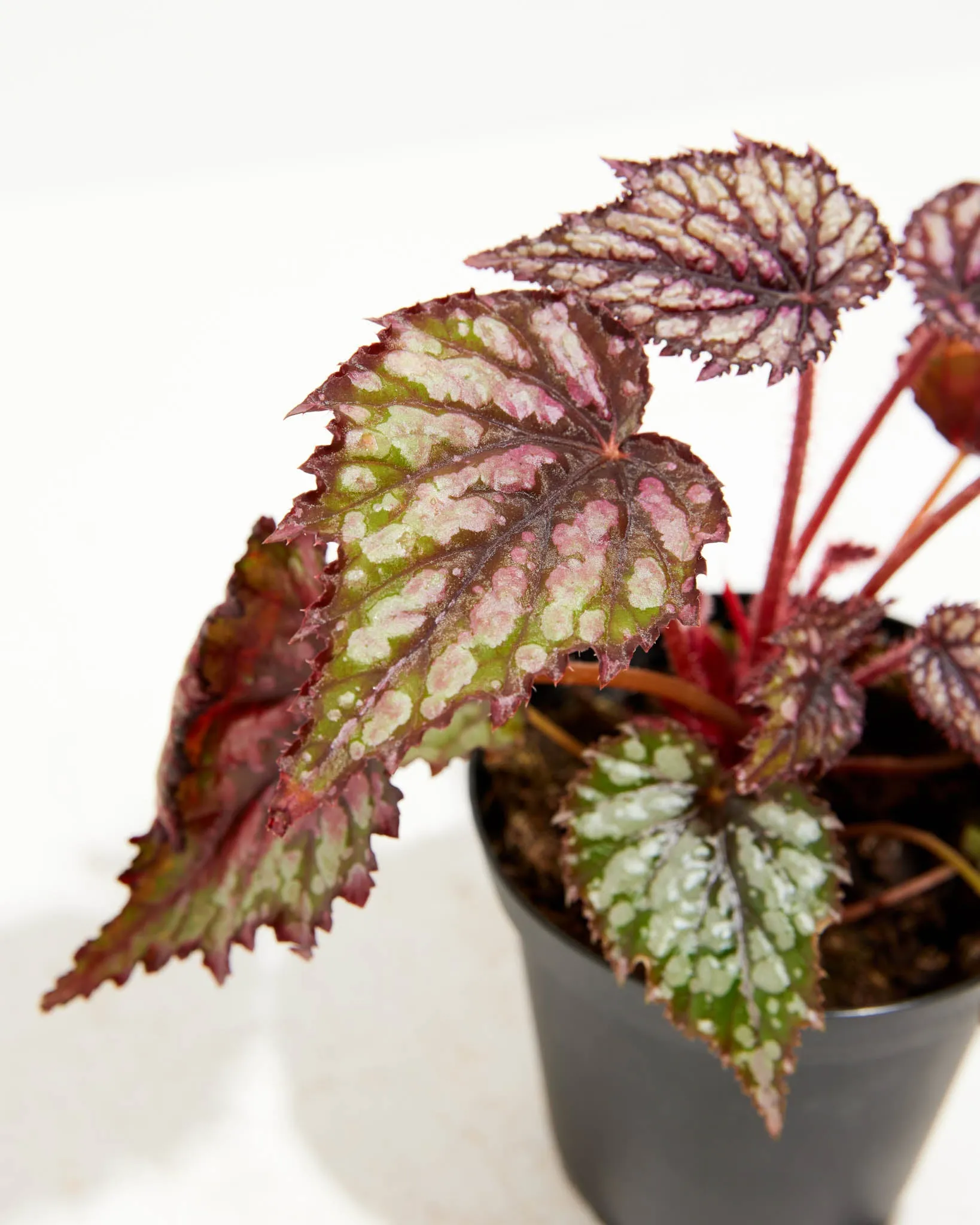 Rex Begonia Jurassic Jr Rose Splash