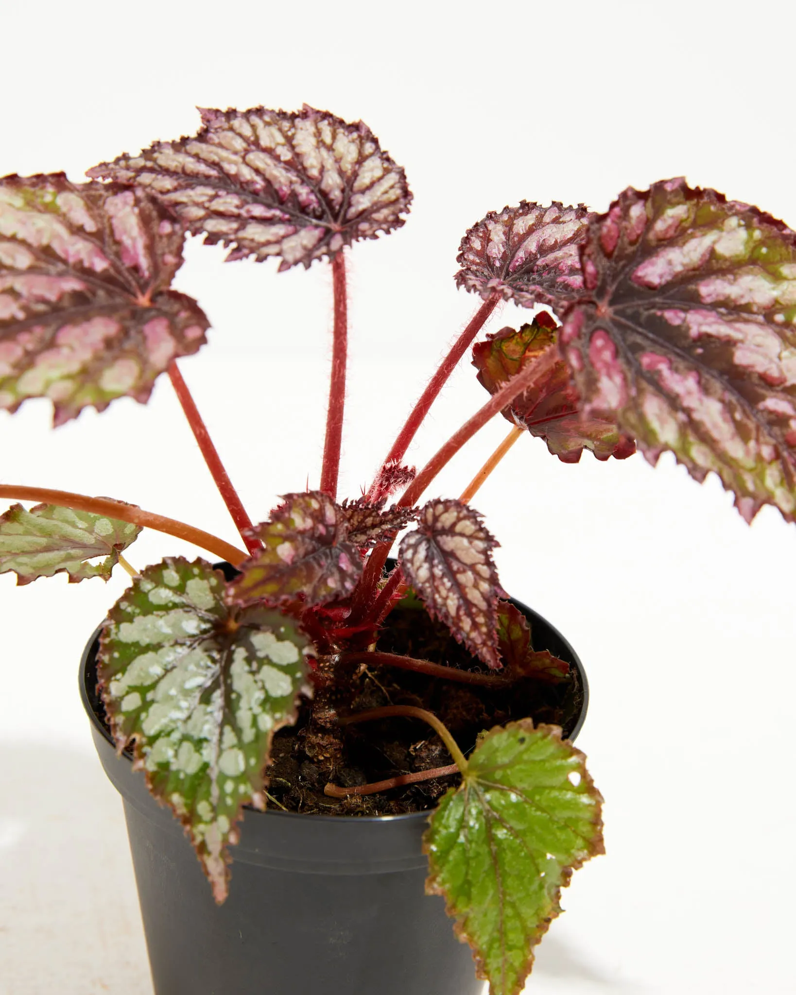 Rex Begonia Jurassic Jr Rose Splash