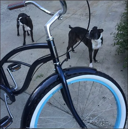 sixthreezero Paisley Single Speed 26" Women's Beach Cruiser Bike