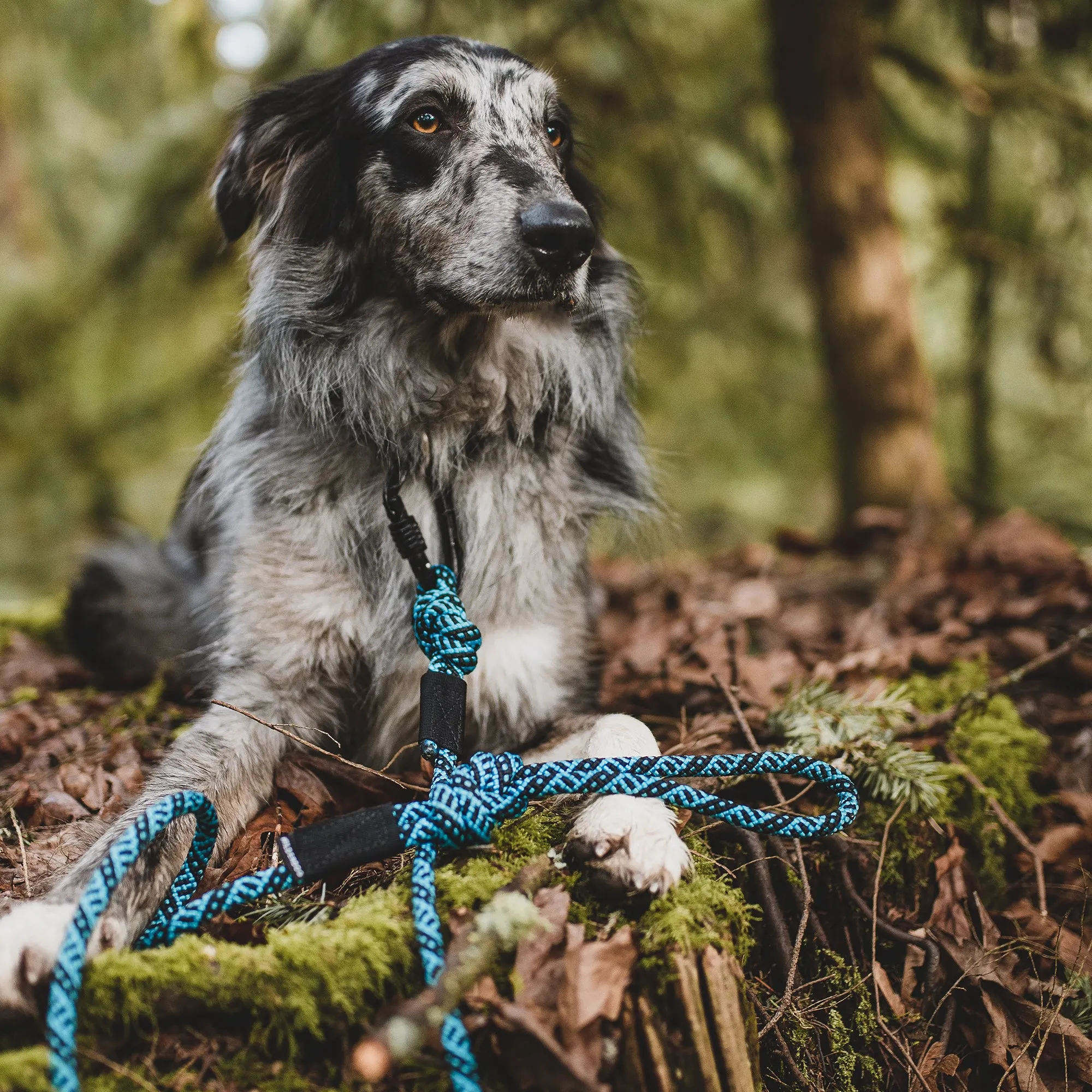 Teton Leash